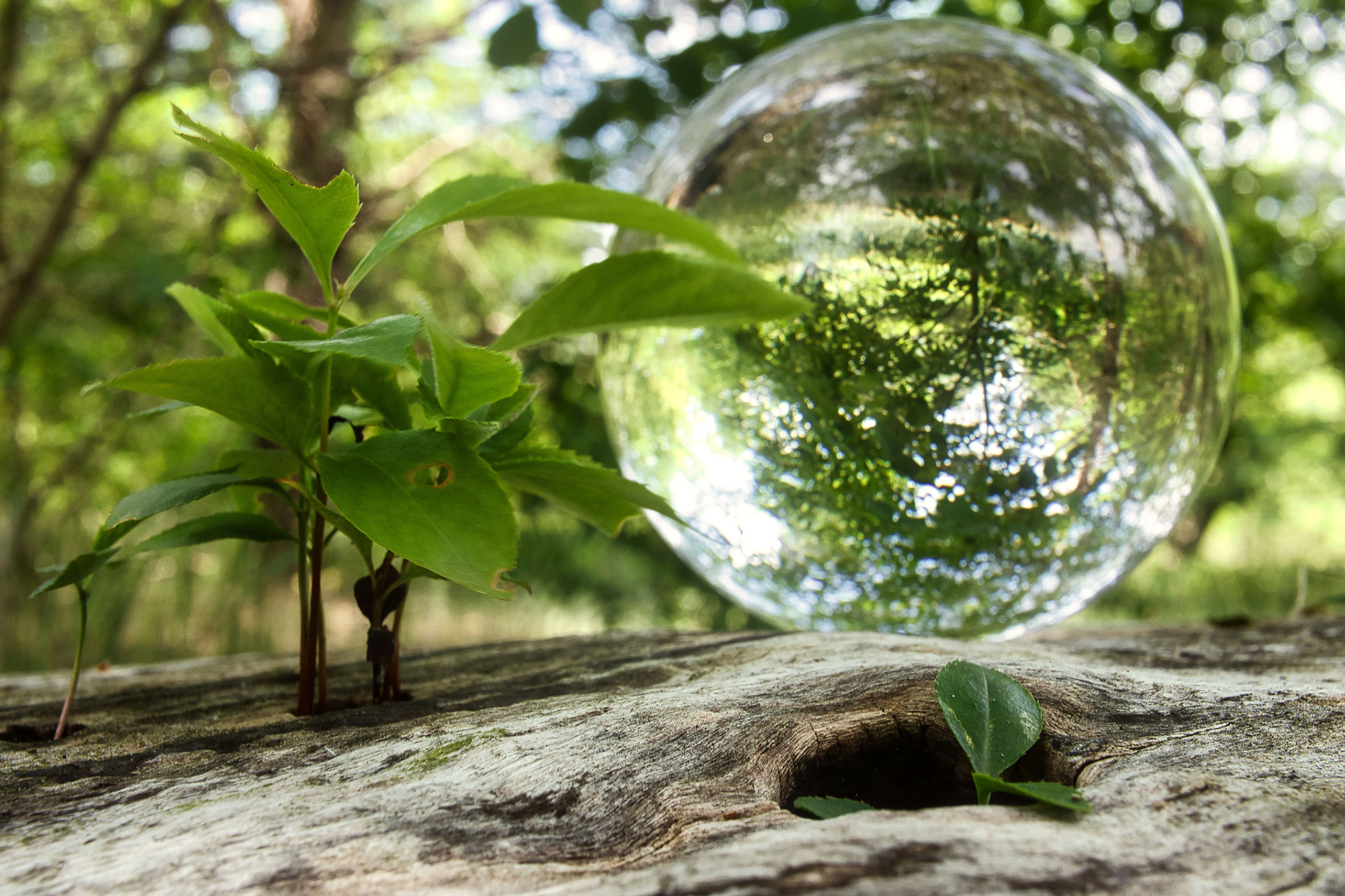 Expedient Green Washing